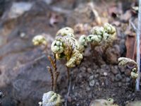 Selaginella imbricata dry-t.JPG